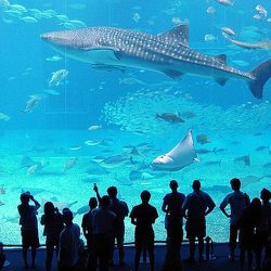 Aquarium of Genoa