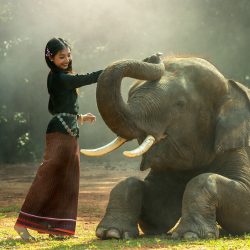 Green Elephant Sanctuary