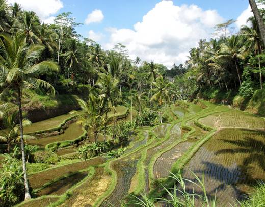 <span>Day 2</span>Ubud - Waterfalls, Ricefields