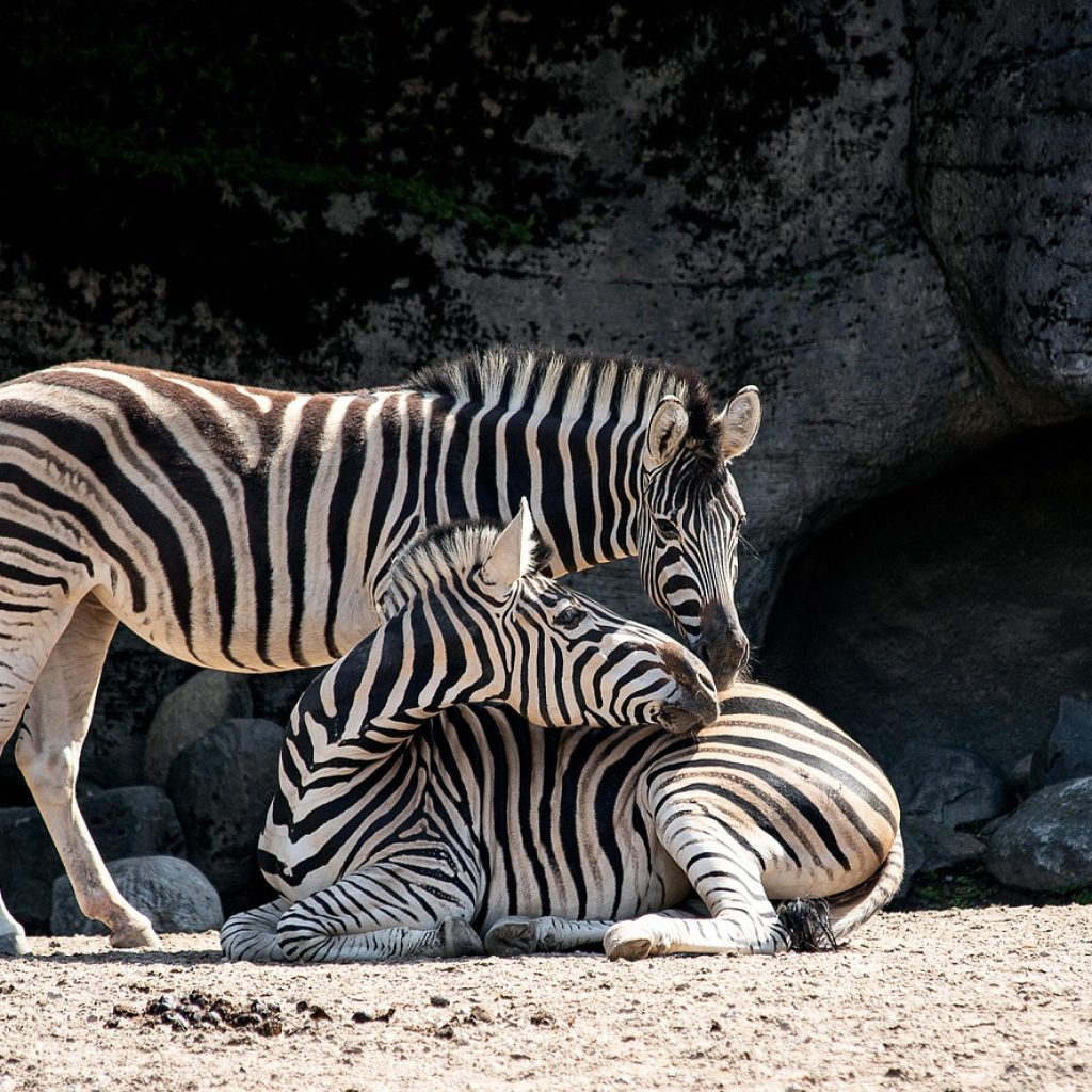 Zoo Atlanta