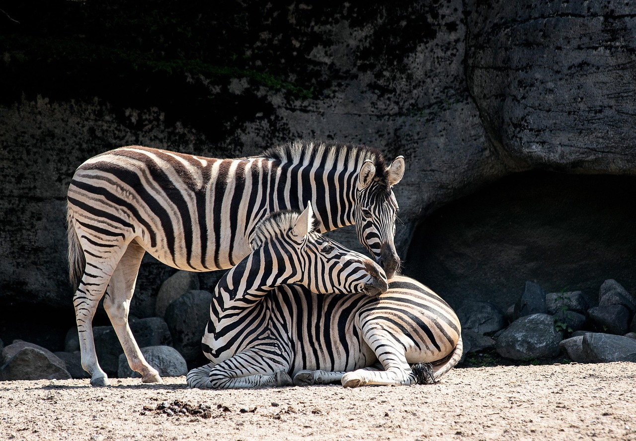 Zoo Atlanta