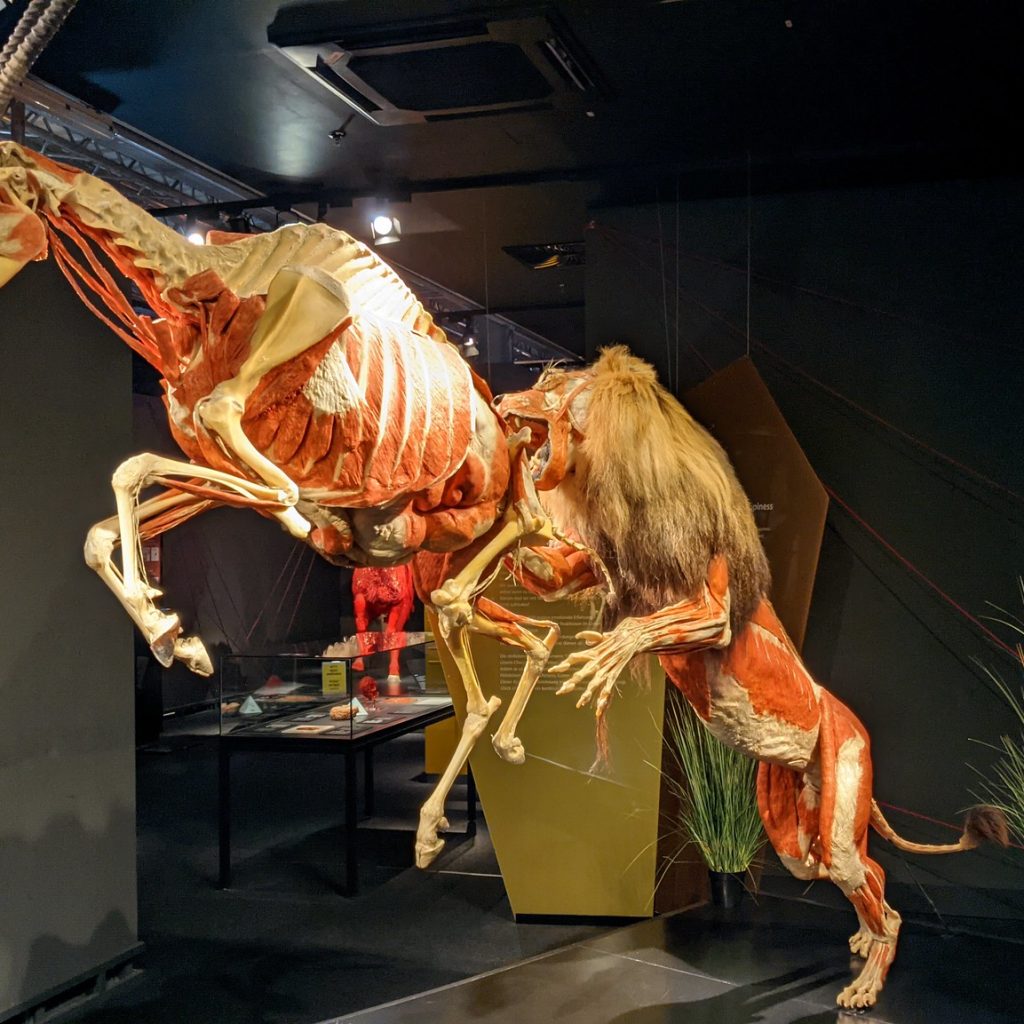 Body Worlds Museum