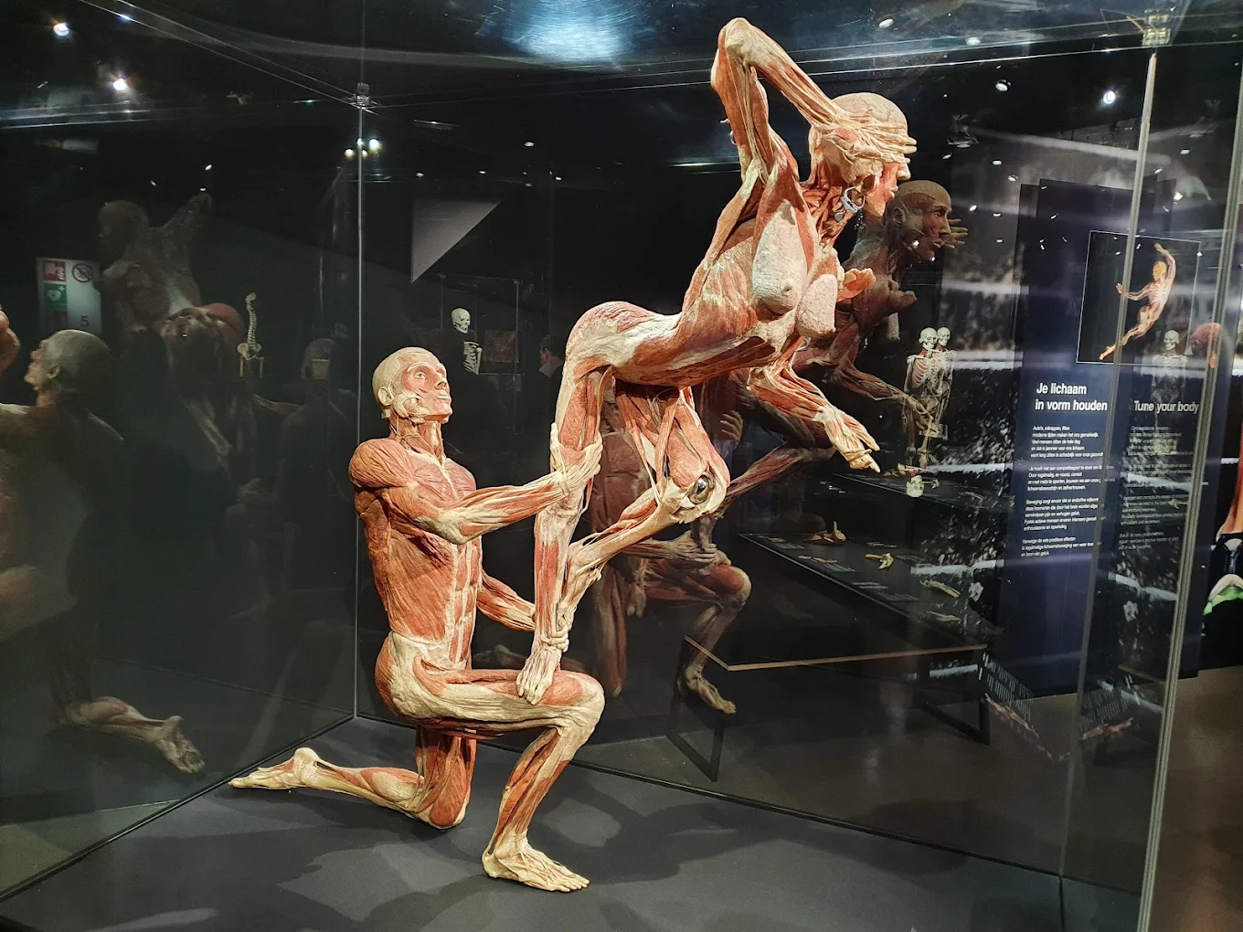 Body Worlds Museum