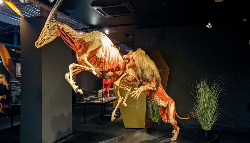 Body Worlds Museum