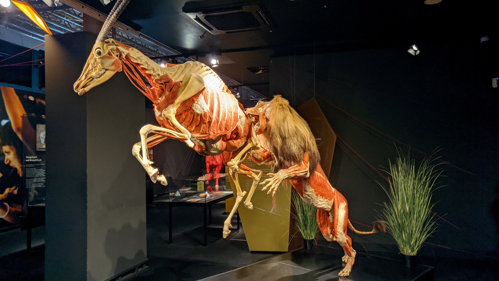 Body Worlds Museum