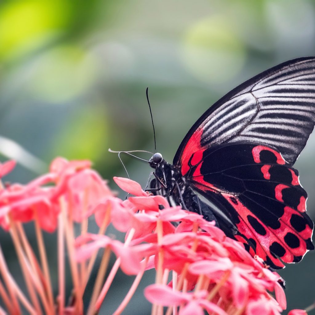 Butterfly Farm in Aruba