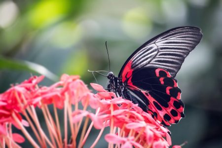 Butterfly Farm in Aruba