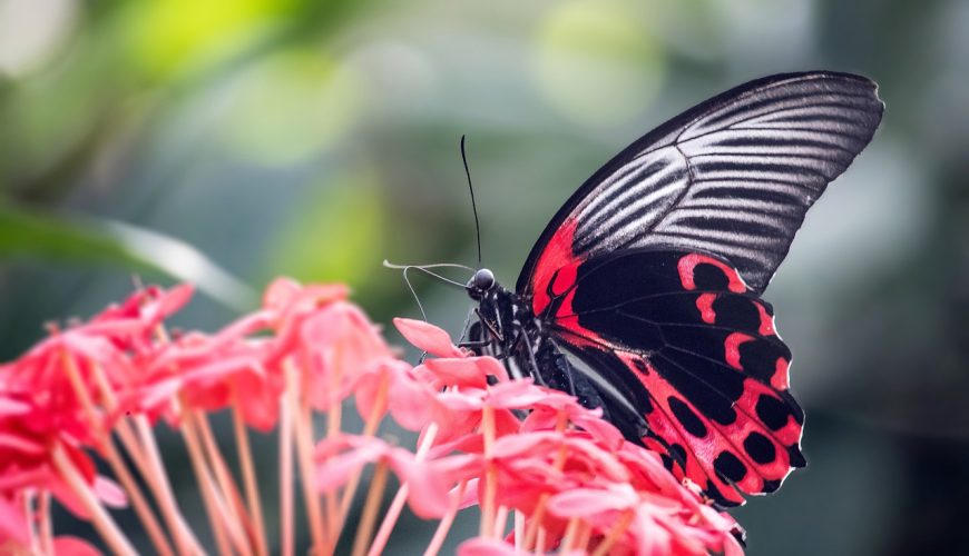 Butterfly Farm in Aruba