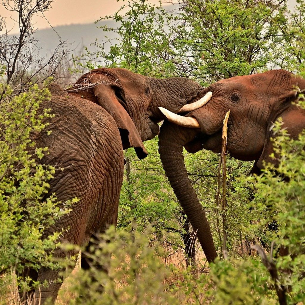 Dzanga-Sangha Reserve