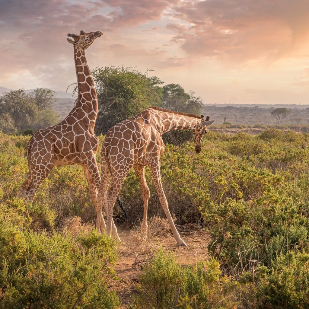 Moremi Wildlife Reserve