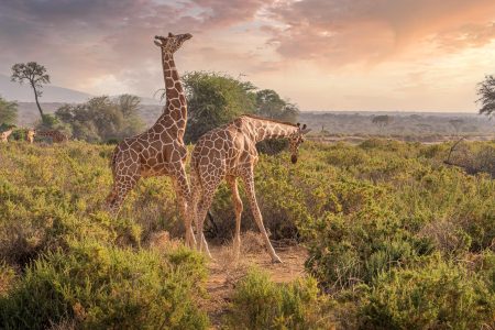 Moremi Wildlife Reserve