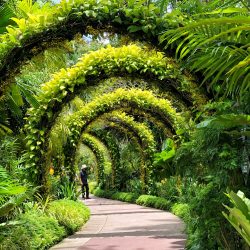 Singapore Botanic Gardens