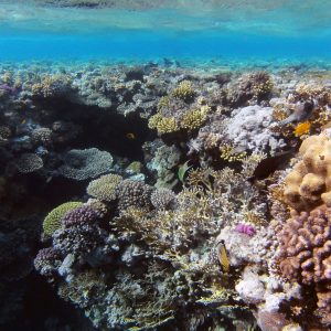 Ras Mohammed National Park Snorkeling Adventure