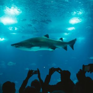 Antalya Aquarium Tour With Roundtrip Transfer From Side