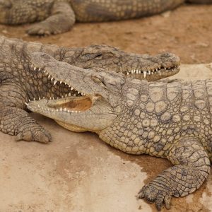 Dubai Crocodile Park Tour with Private Transfers
