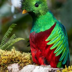 Bird Watching Tour in Drake Bay – Costa Rica