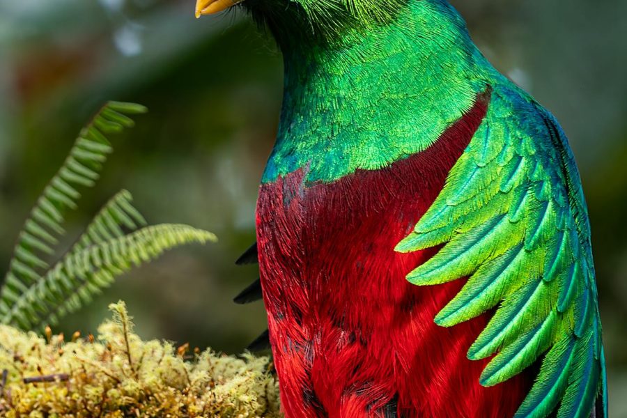 Bird Watching Tour in Drake Bay – Costa Rica