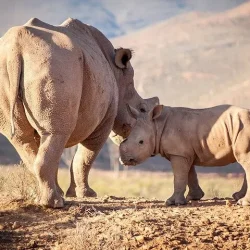 Aquila Reserve Safari Tour with Lunch and Wine Tasting