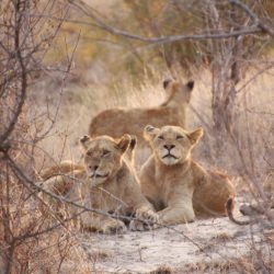 Big 5 Aquila Game Reserve Safari Tour with Lunch