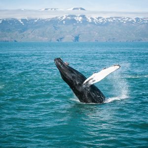 Húsavík Midnight Sun Whale Watching Tour Adventure