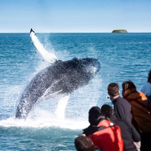 Húsavík Original Whale Watching Tour in Iceland