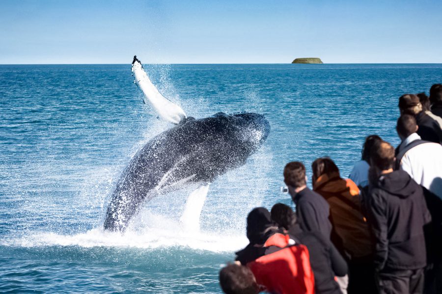 Húsavík Original Whale Watching Tour in Iceland