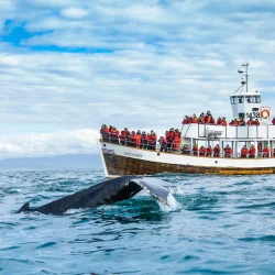 Iceland Silent Whale Watching Tour