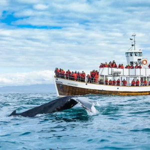 Iceland Silent Whale Watching Tour