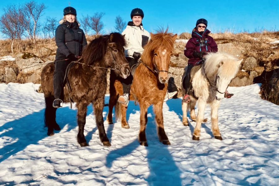 Iceland Viking Horses Riding Morning Tour Adventure