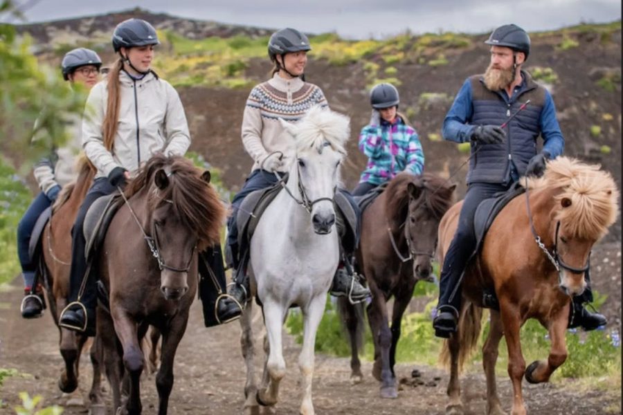 Iceland Viking Horses Riding Sleipnir Evening Tour