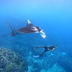 Manta Ray Snorkeling & Mangrove Kayaking Tour with Buffet Lunch