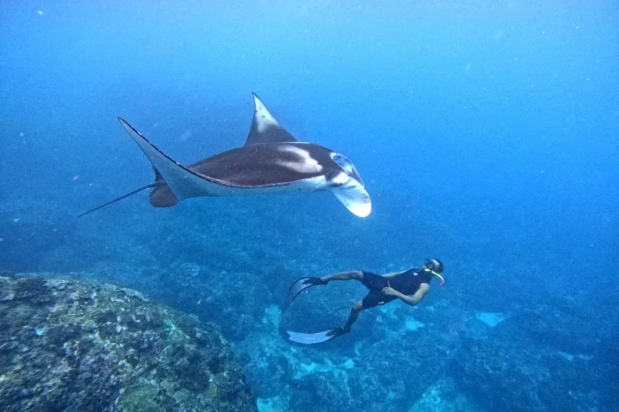 Manta Ray Snorkeling & Mangrove Kayaking Tour with Buffet Lunch
