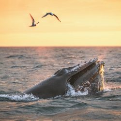 Midnight Sun Whale Watching Tour from Húsavík