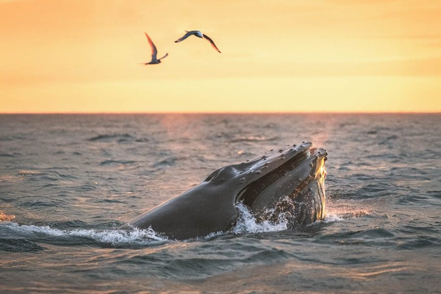 Midnight Sun Whale Watching Tour from Húsavík