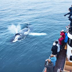 Whale Watching Tour of Eyjafjörður From Árskógssandur